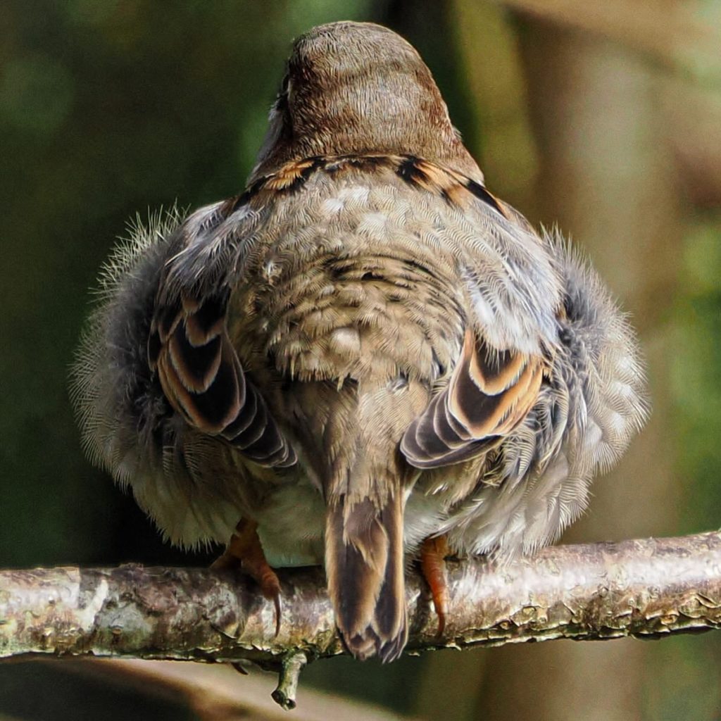 sparrow nature wildlife mental health