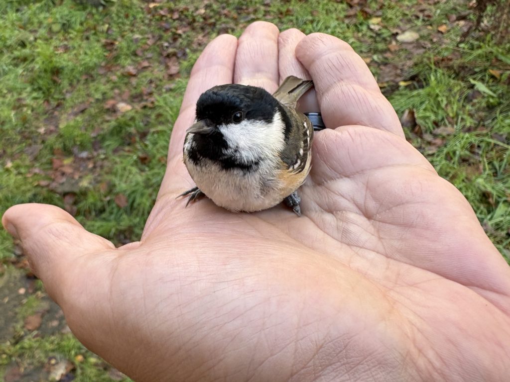 The Nearest Mammal With Hands