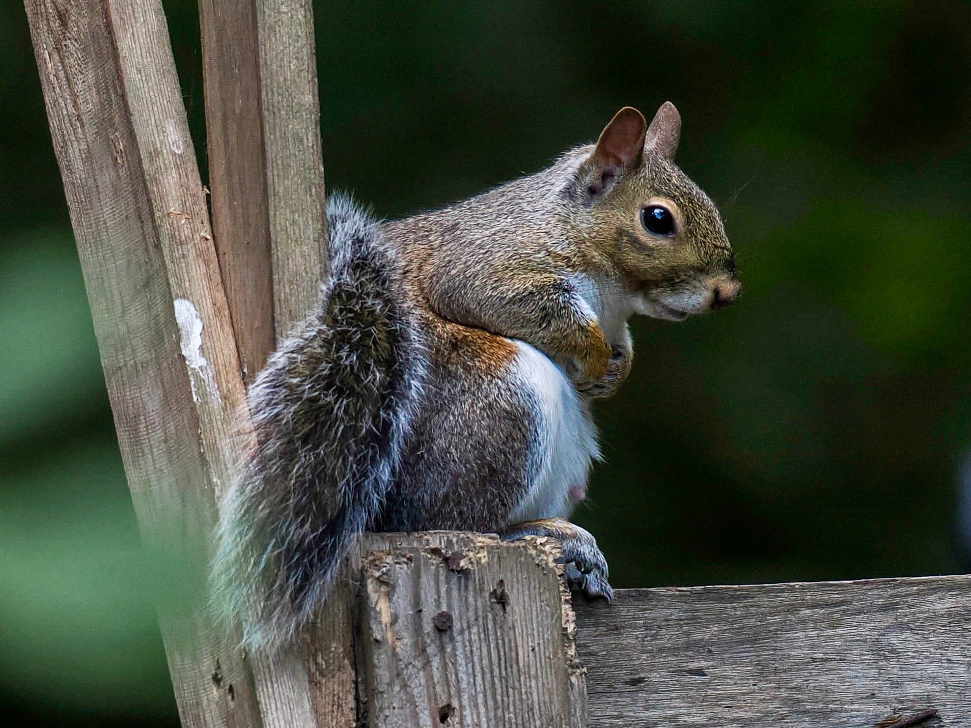 Those F***ing Squirrels!